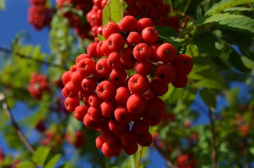 red berries on a branch