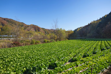 Fototapeta na wymiar Cabbage patch in the Gangwon-do in Korea