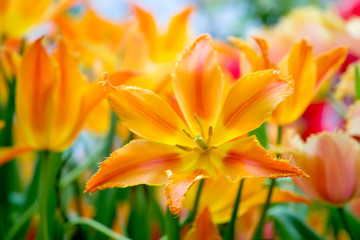 Fototapeta premium Colorful spring-blooming tulips flowers in the garden. Spring wallpaper. Flower greeting cards background. Soft selective focus