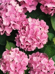 pink hydrangea flowers close up