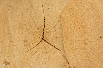 Tree ring log wood. Natural organic texture with cracked and rough surface. Close-up macro view of end cut wood tree section with cracks. Wooden surface.