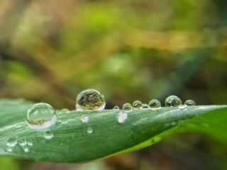 Dew Drops