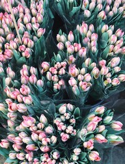 purple tulips close up