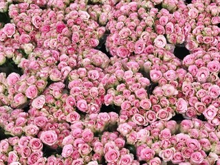 many small pink roses