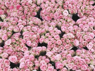 many small pink roses