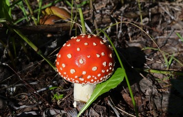 fly agaric mushroom
