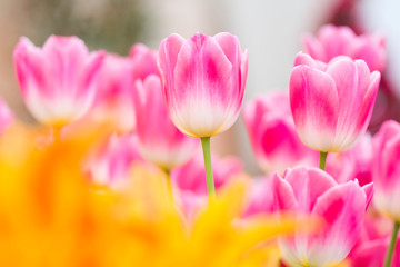 Naklejka na ściany i meble Colorful spring-blooming tulips flowers in the garden. Spring wallpaper. Flower greeting cards background. Soft selective focus