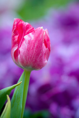 Colorful spring-blooming tulips flowers in the garden. Spring wallpaper. Flower greeting cards background. Soft selective focus