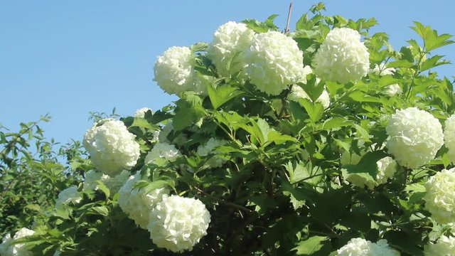 Rozeum or snowball decorative viburnum swaying in the wind, close-up against a blue sky.
