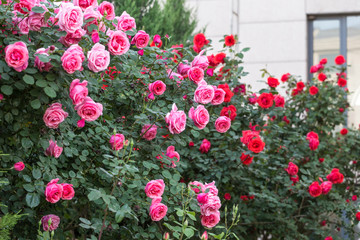 Chinese rose in full bloom