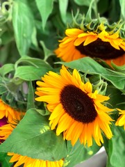 decorative sunflowers close up