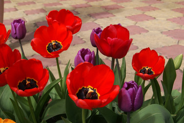 Fototapeta premium Tulips of different varieties and colors in the garden on a blurred background of paving slabs