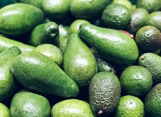 Avocado harvest close up