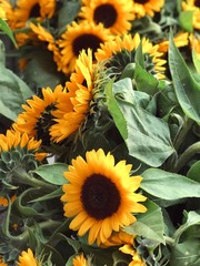 decorative sunflowers close up