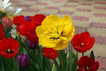Obraz premium Tulips of different varieties and colors in the garden on a blurred background of paving slabs