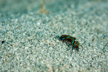 Nudibranchs