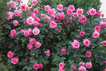 Naklejka premium Chinese rose in full bloom