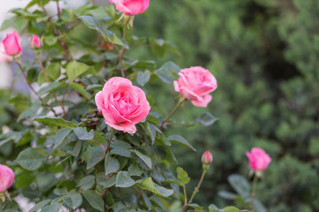 Chinese rose in full bloom