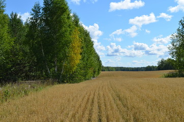 Fototapeta na wymiar rural landscape with a field of wheat