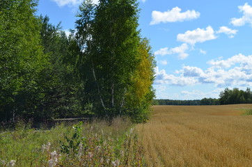landscape with trees and blue sky