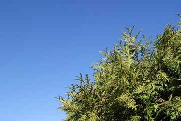 Green branches of a thuja tree against a blue sky