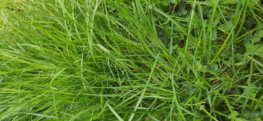 green grass background