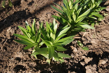 young shoots of a Lily in the garden in spring