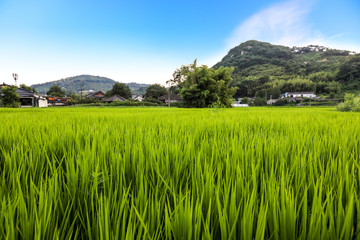 Obraz premium Korean rice fields and villages. Cheongsong, Gyeongsangbuk-do, Korea