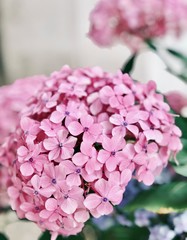 hydrangea flowers close up