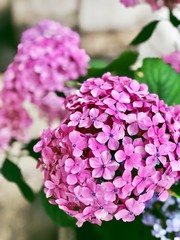 hydrangea flowers close up