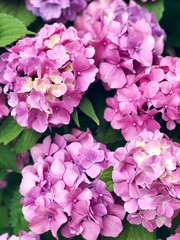 hydrangea flowers close up