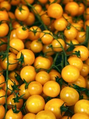 Small yellow tomatoes harvest