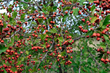 red hawthorn fruit close-up. sprig of bush on a natural green background.