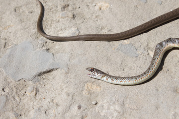 Snake with open jaws krupnom plan looks at camera and crawls. Viper and in the courtyard, the concept of catching snakes