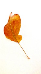 bright burnt orange leaf floating on a white background
