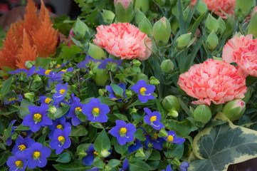 寄植え　カーネーション・エキザカム・鶏頭・他