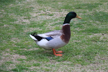 Mallard duck on the grass 