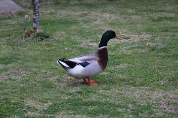 Mallard duck on the grass 