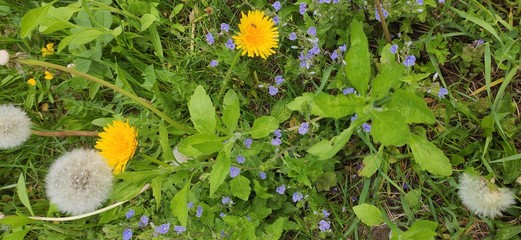 yellow spring flowers