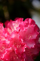 西洋シャクナゲ