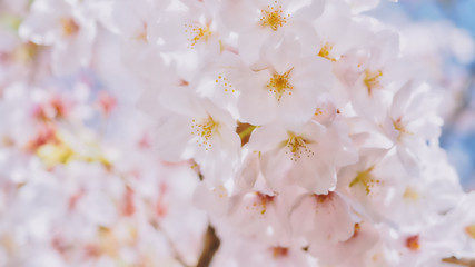 Fototapeta na wymiar Close-up photo of cherry blossom sakura with beautiful bokeh background.