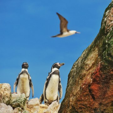 penguin on the rocks, Paracas 