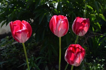 red and white tulips