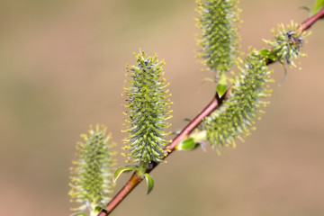 willow branch with green buds