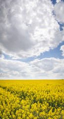 Fototapeta premium Żółte kwiaty rzepaku na polu błękitne niebo i chmury