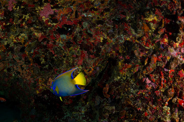 Ciliaris