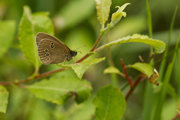 Brauner Waldvogel (Aphantopus hyperantus)