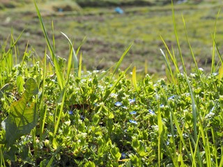 春の野に咲くオオイヌノフグリの花