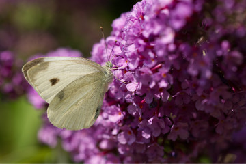 Kleiner Kohlweißling (Pieris rapae)