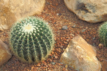 Golden barrel cactus or Echinocactus grusonii with rock and Desert theme